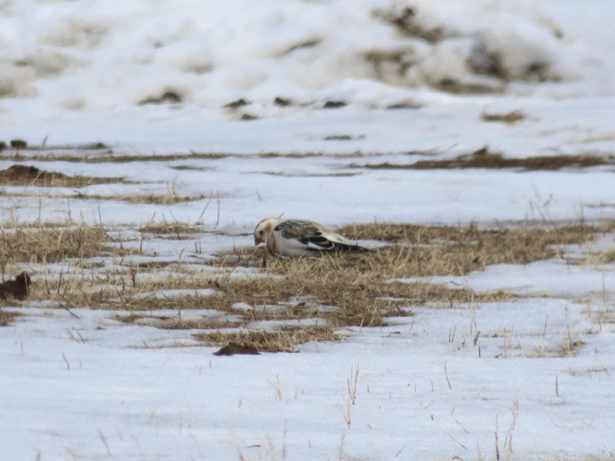 Snow Bunting - David and Regan Goodyear