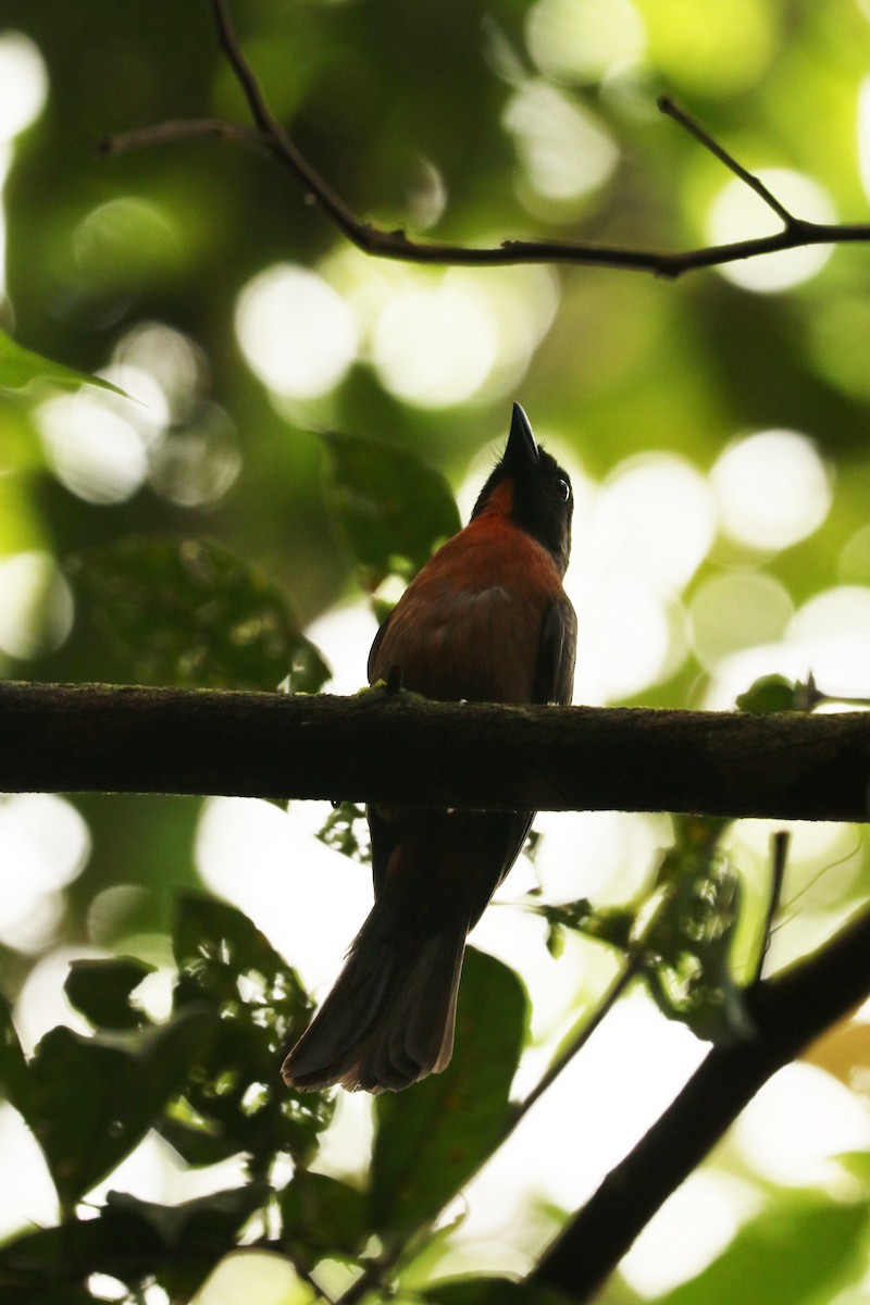 Black-cheeked Ant-Tanager - ML537633501