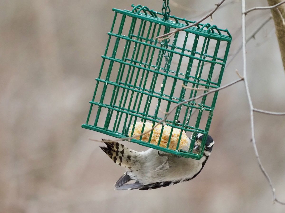 Downy Woodpecker - ML537634501