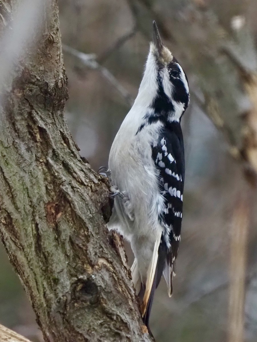 Hairy Woodpecker - ML537634871