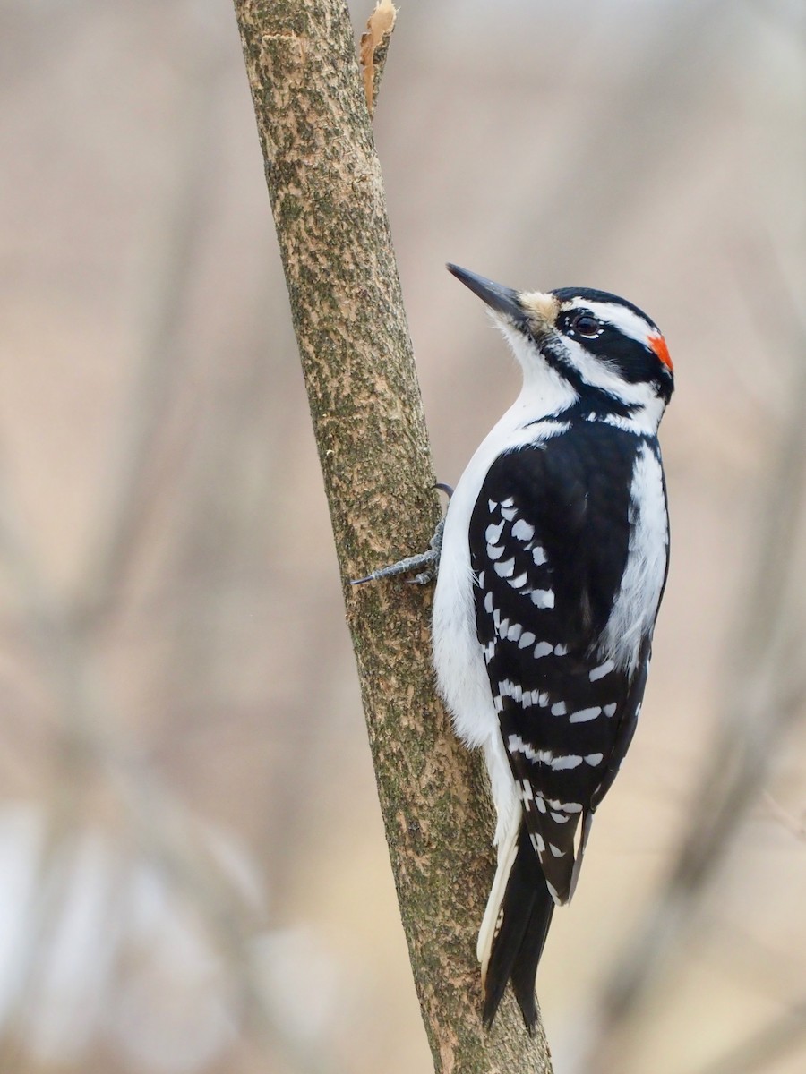 Hairy Woodpecker - ML537634881