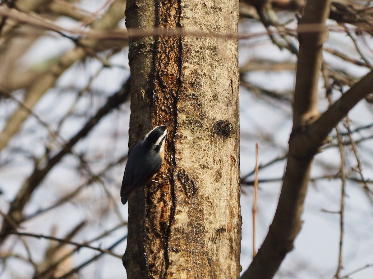 Red-breasted Nuthatch - ML537635051