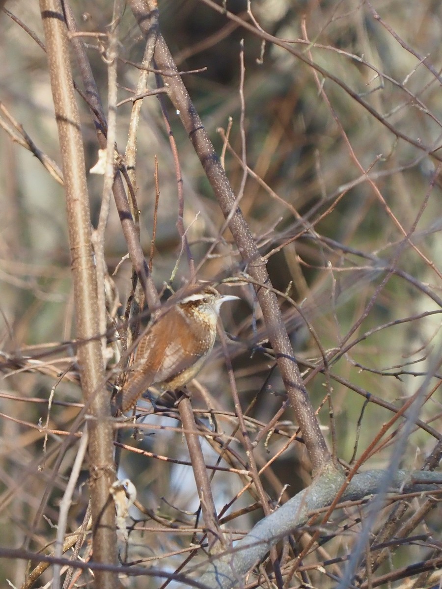 Carolina Wren - ML537635191