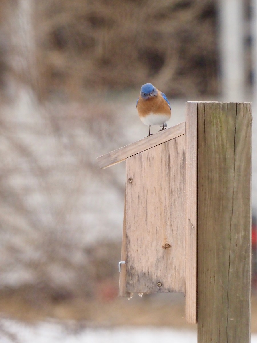 Eastern Bluebird - ML537635361