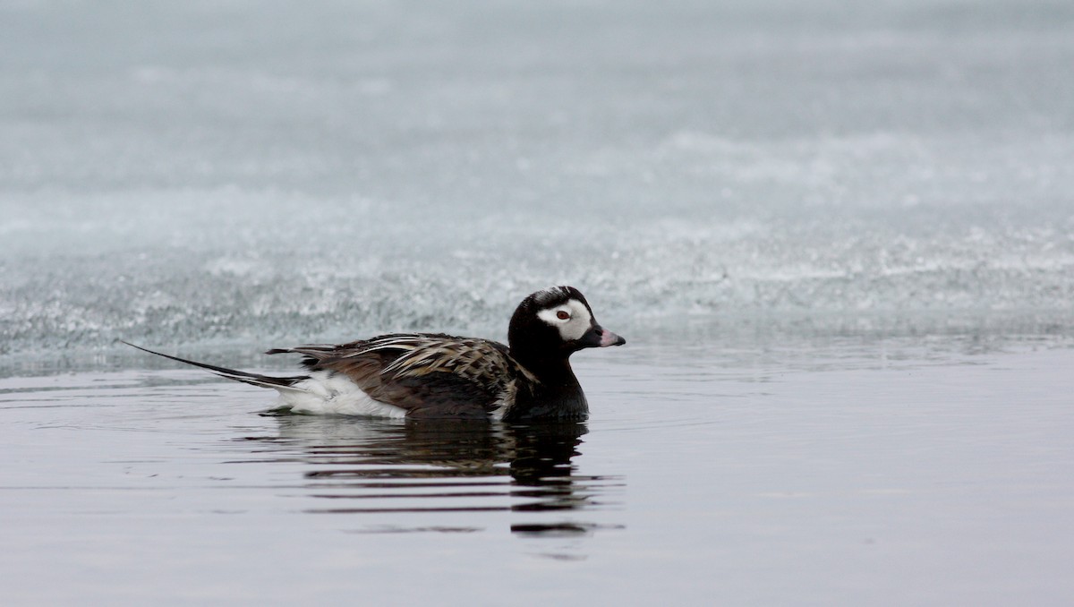 Long-tailed Duck - Jay McGowan