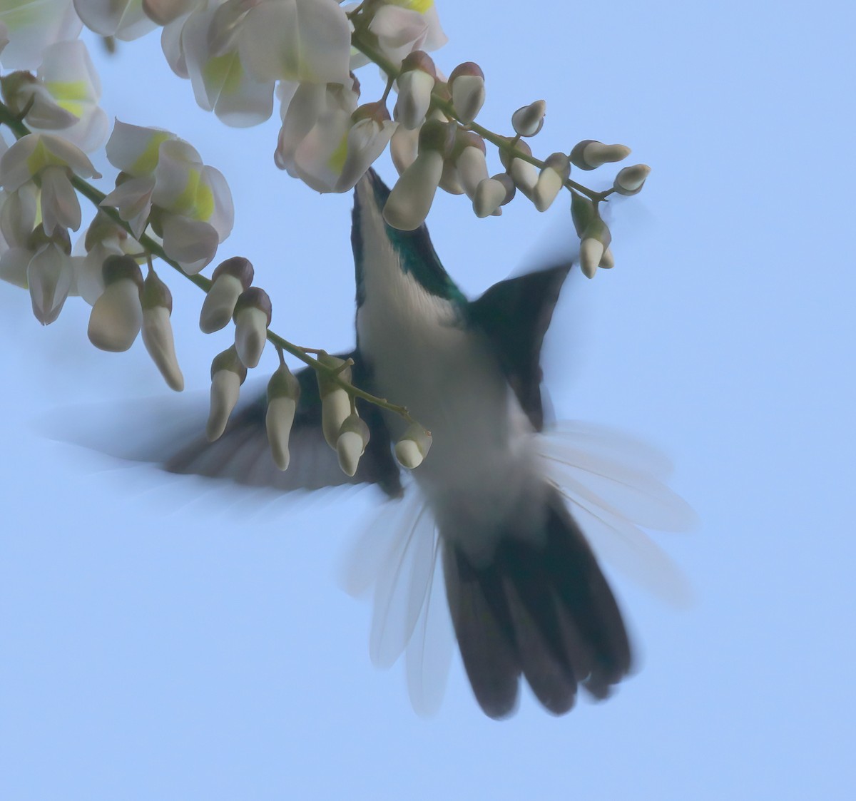 kolibřík purpurovohlavý - ML537637151