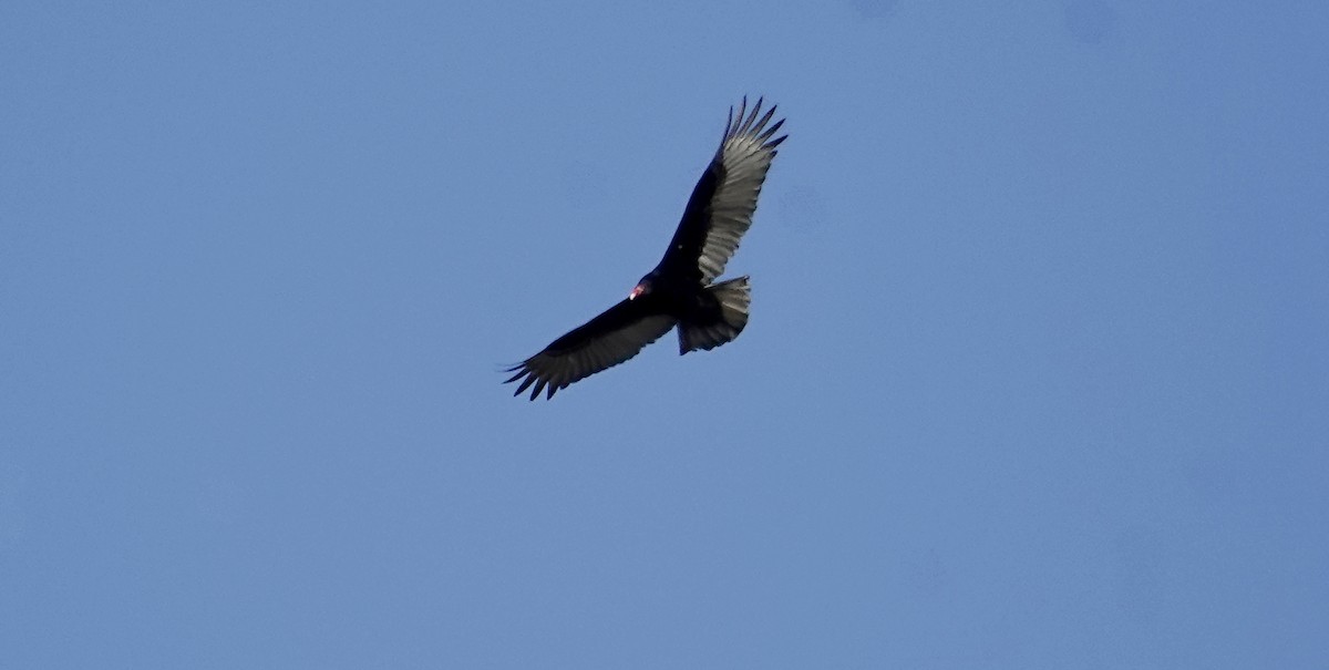 Turkey Vulture - Linda Stwora