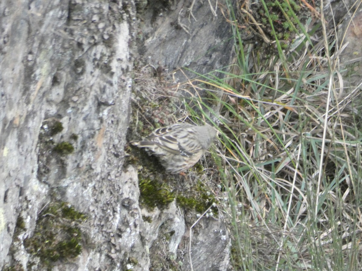 Alpine Accentor - Marco Nunes