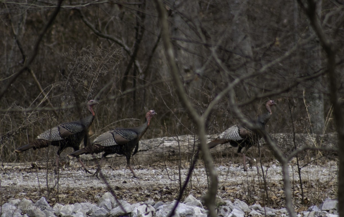 Wild Turkey - ML537638241