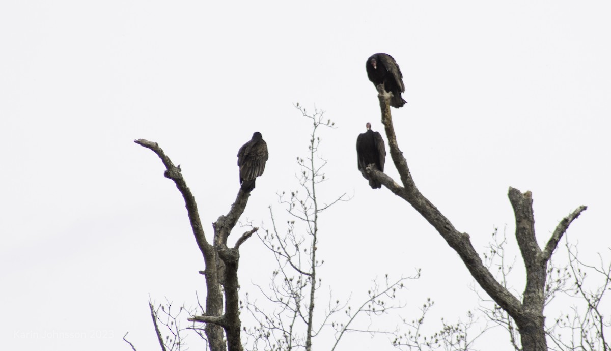 Turkey Vulture - ML537638431