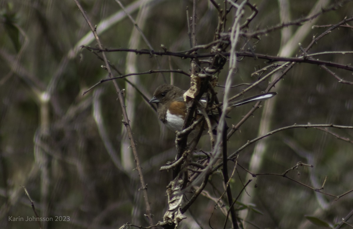 Eastern Towhee - ML537638631