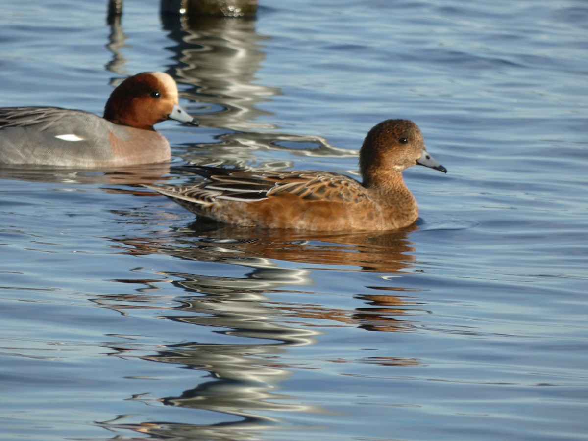 Eurasian Wigeon - ML537640701