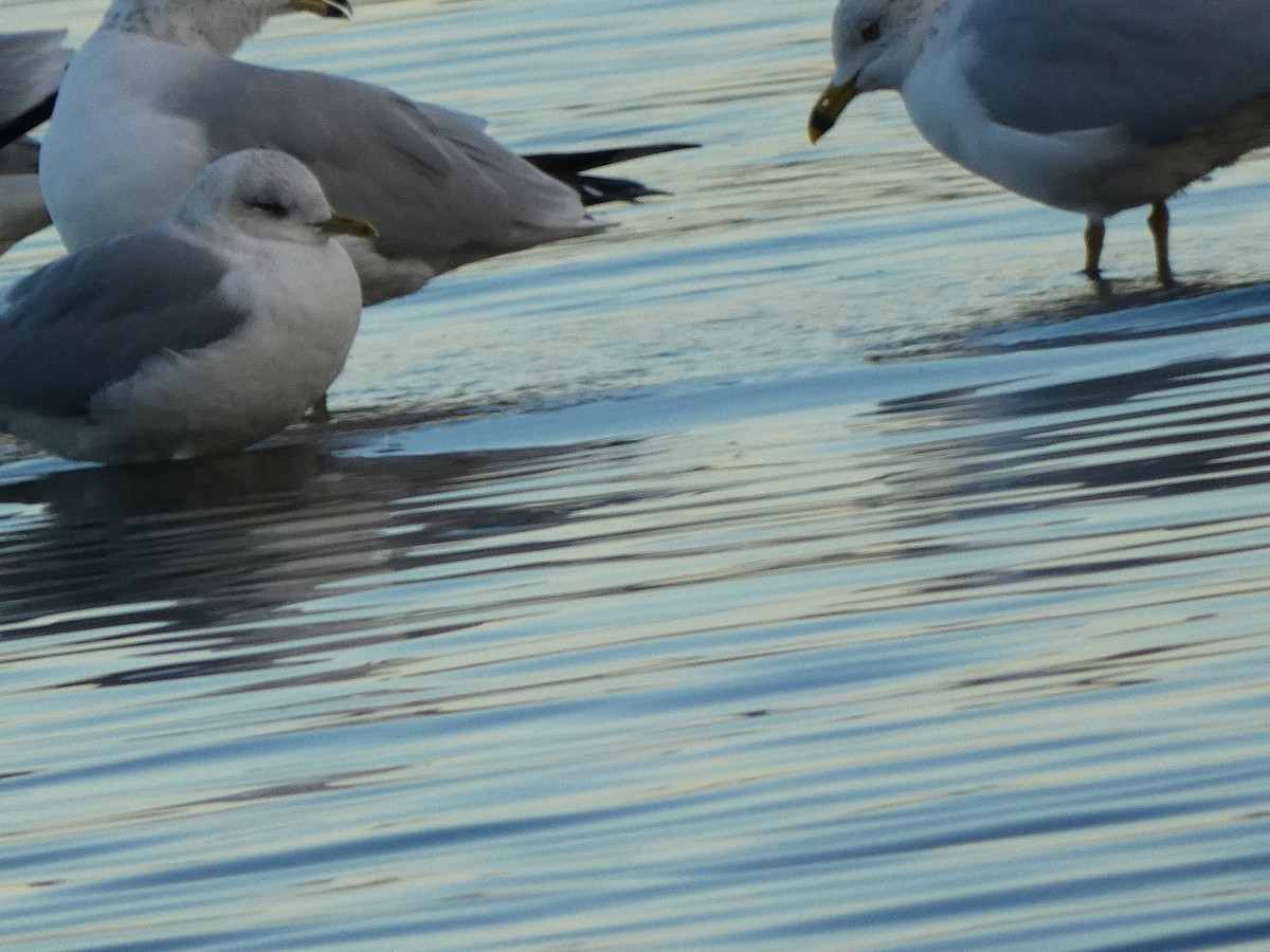 Short-billed Gull - ML537641021