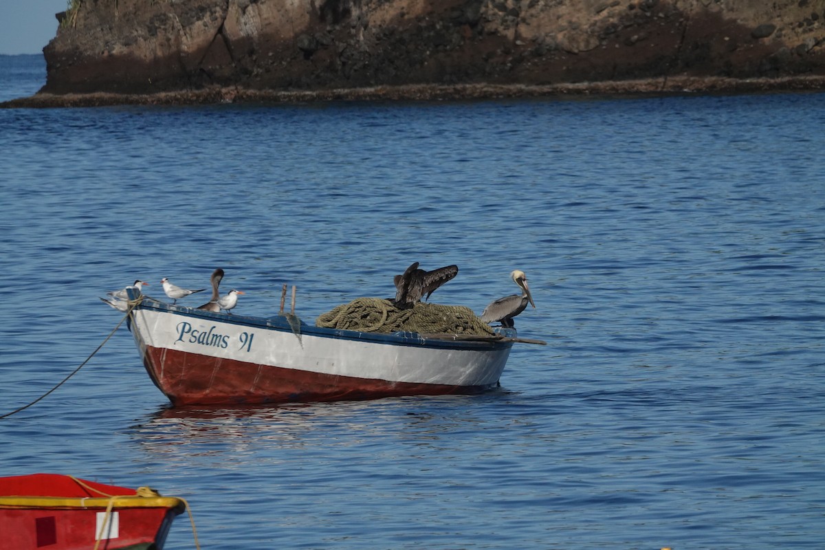 Brown Pelican - ML537641331