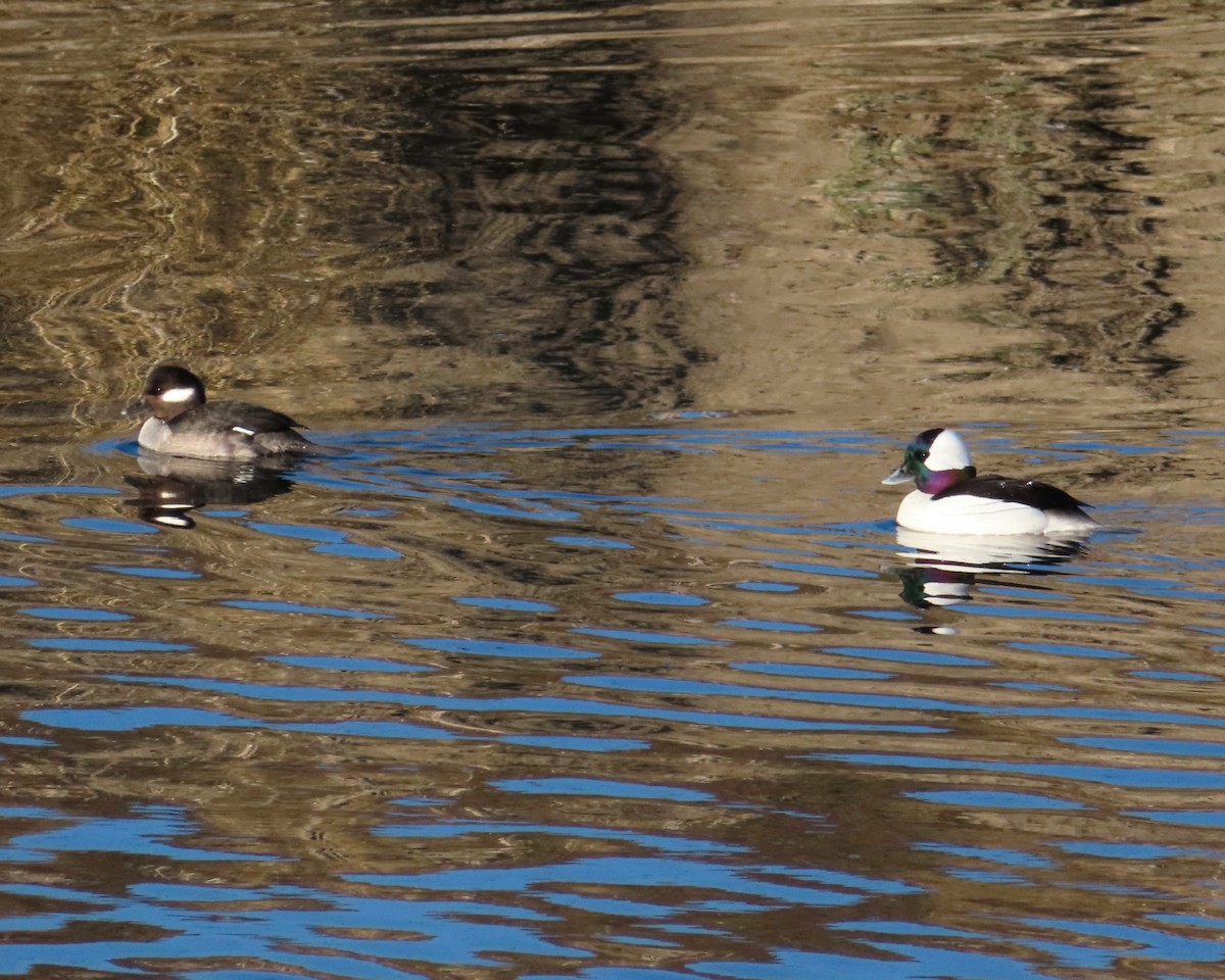 Bufflehead - Tiffany Moore