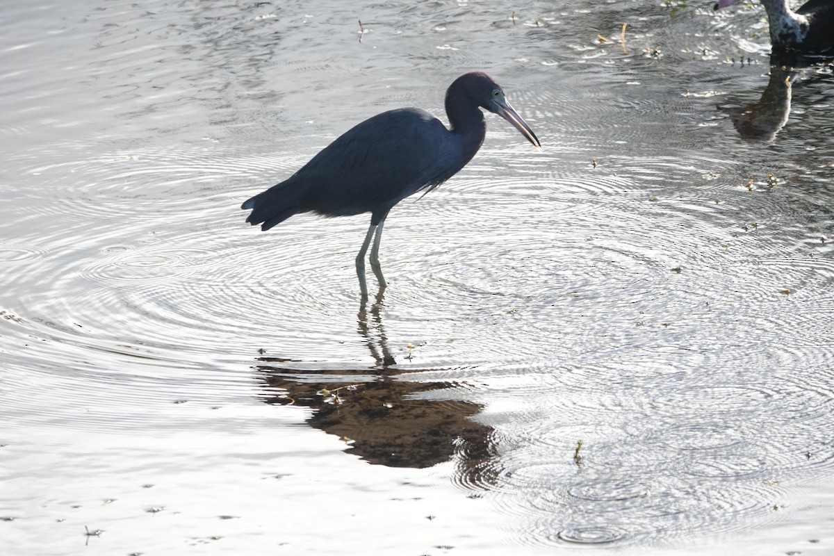 Little Blue Heron - ML537641961