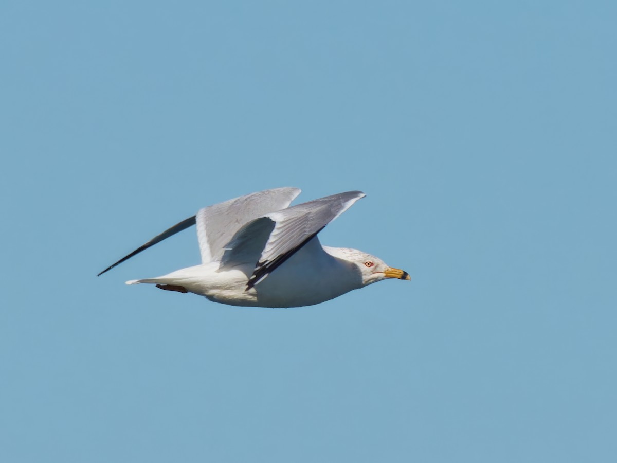 Ring-billed Gull - ML537642561