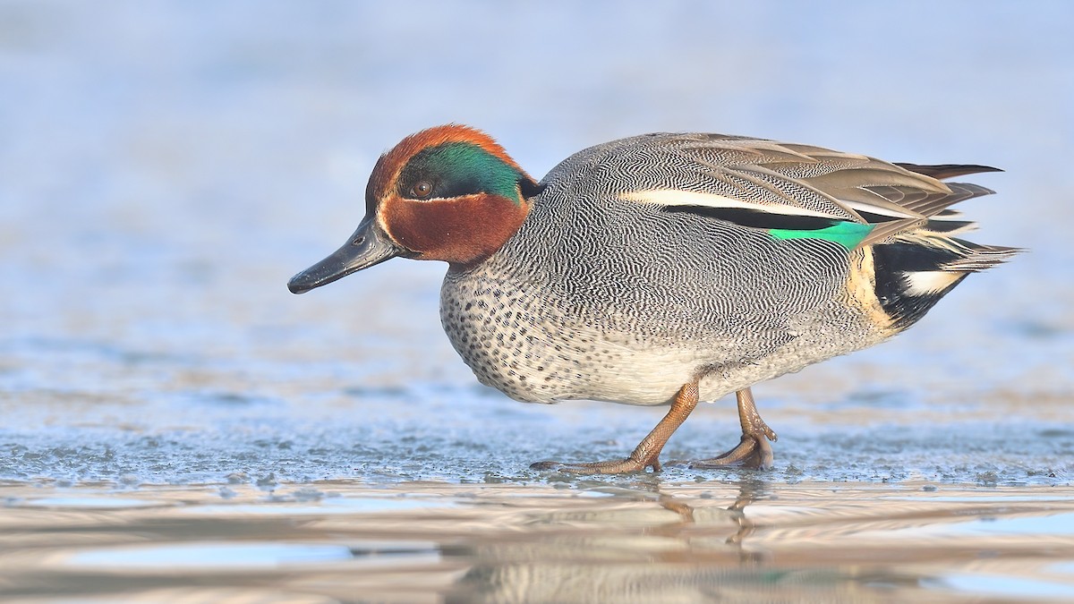 Green-winged Teal (Eurasian) - ML537642961