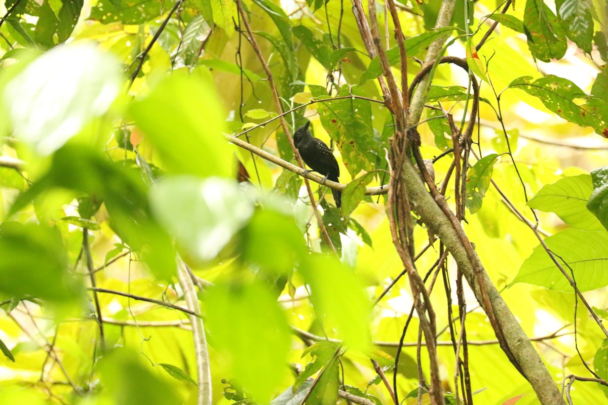 Black-hooded Antshrike - Aurélie  Jambon