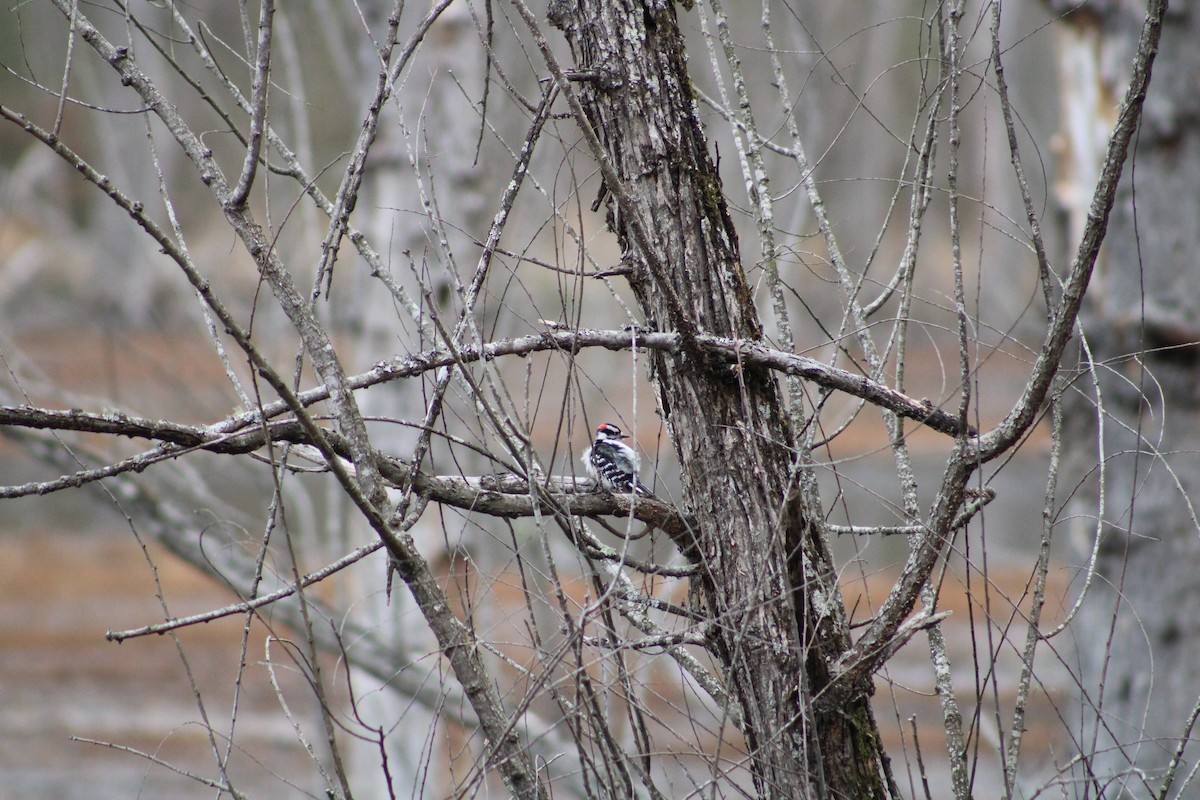 Downy Woodpecker - ML537646131