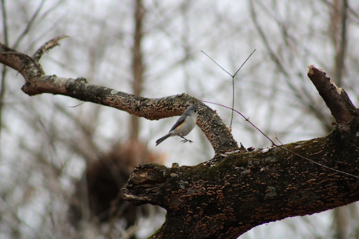 Tufted Titmouse - ML537648701