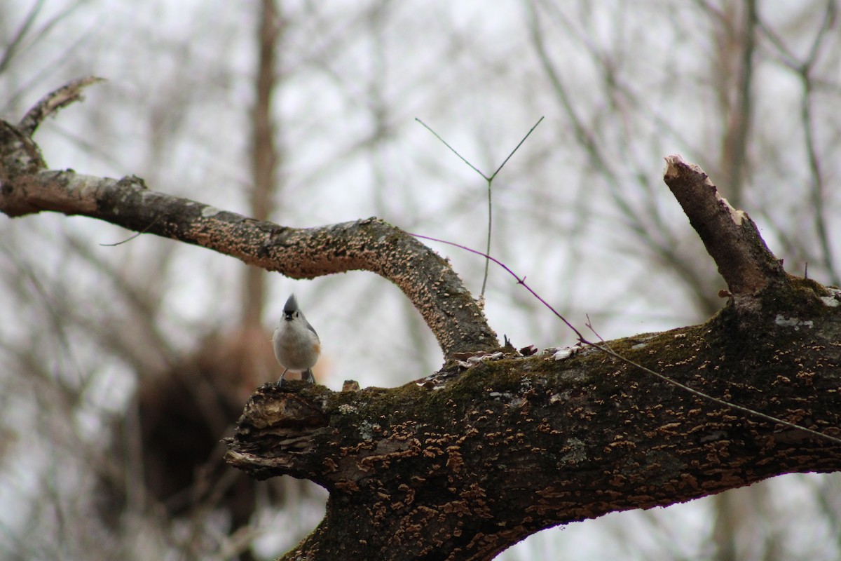 Tufted Titmouse - ML537648711