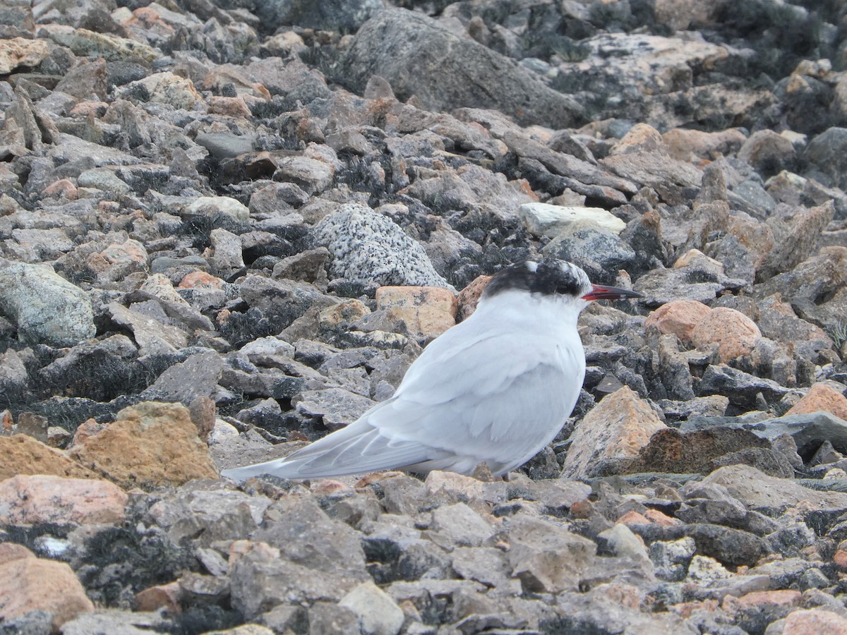 Sterne arctique ou S. couronnée - ML537648961