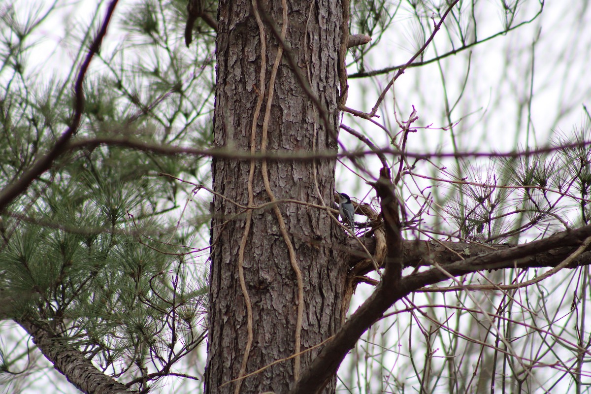 White-breasted Nuthatch - ML537649431