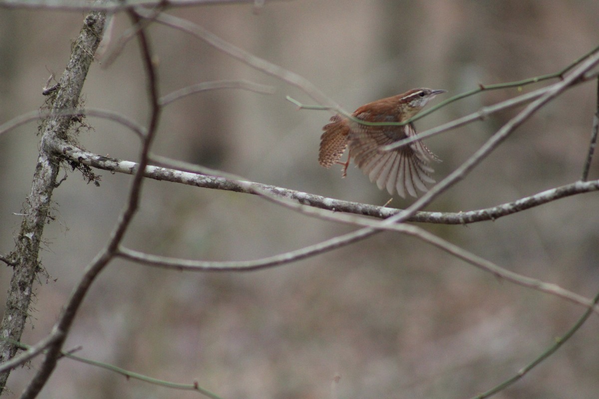 Carolina Wren - ML537649911