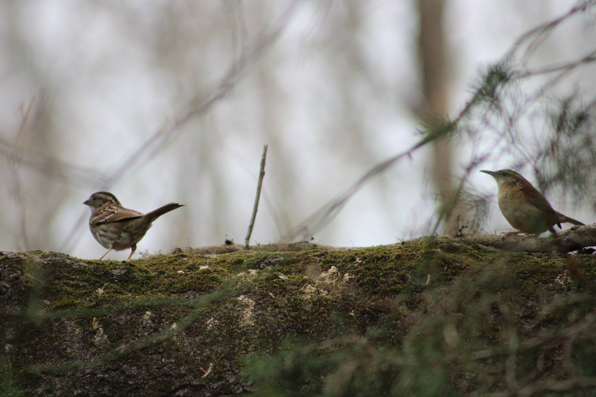 Carolina Wren - ML537649921