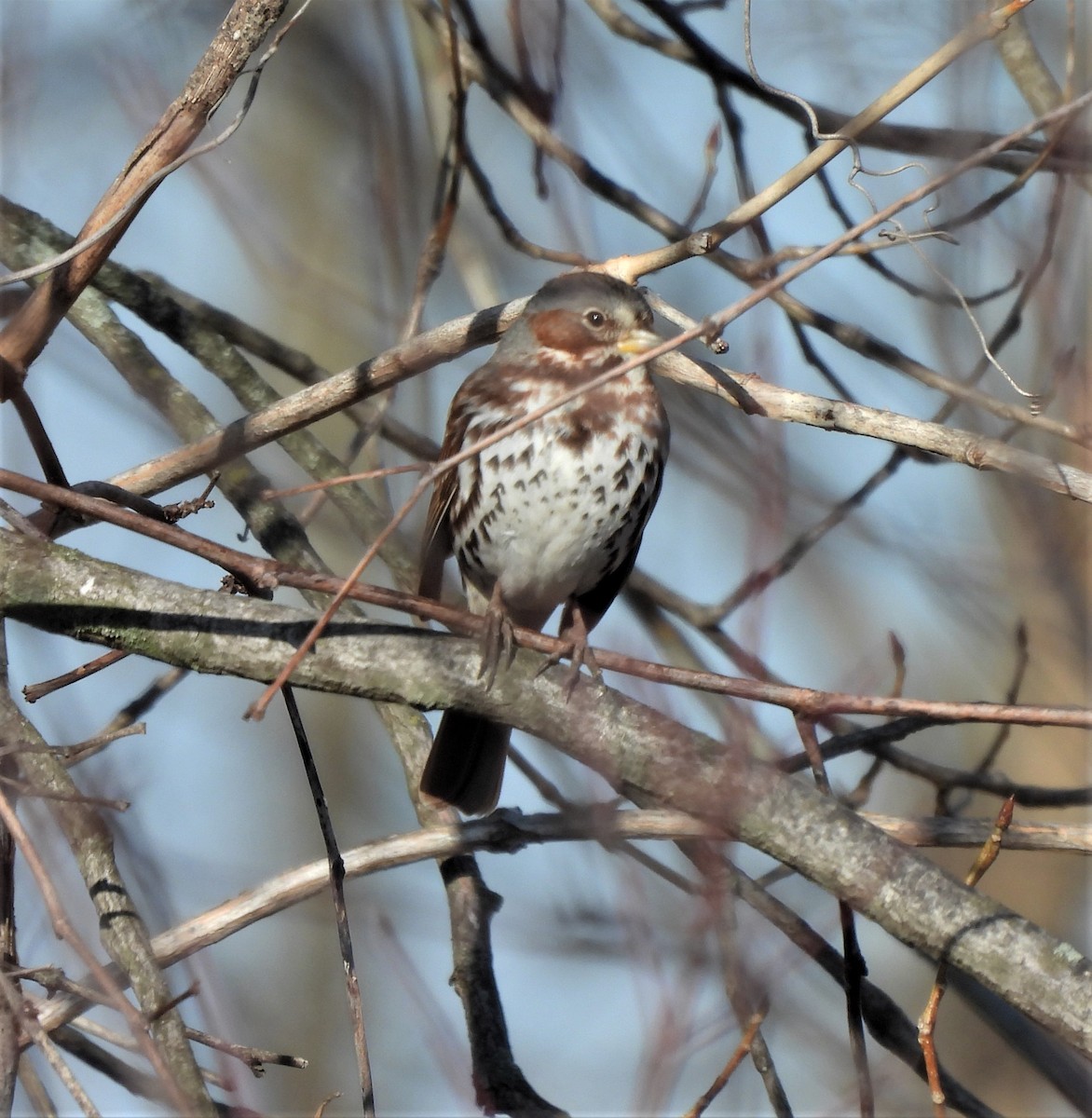 Fox Sparrow - ML537650171