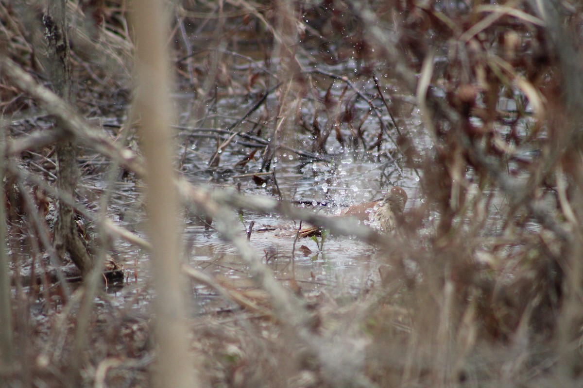 Brown Thrasher - Grace Reynolds