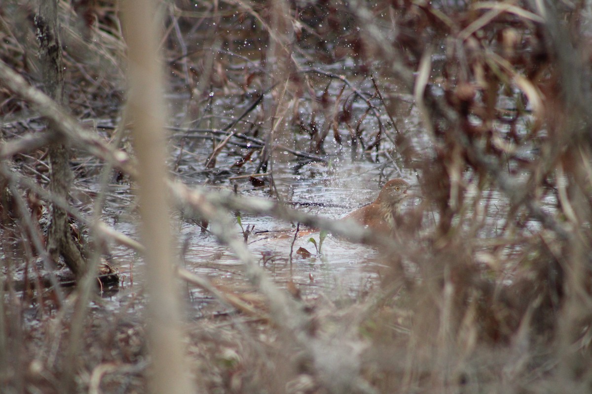 Brown Thrasher - ML537650311
