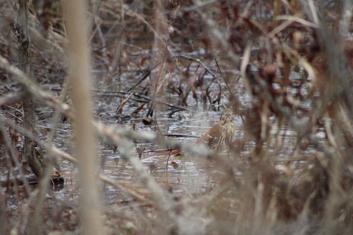 Brown Thrasher - ML537650331