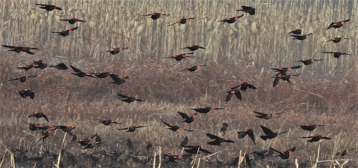 Red-winged Blackbird - ML537650461