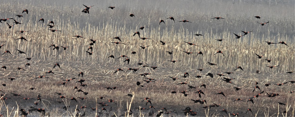 Red-winged Blackbird - ML537650471