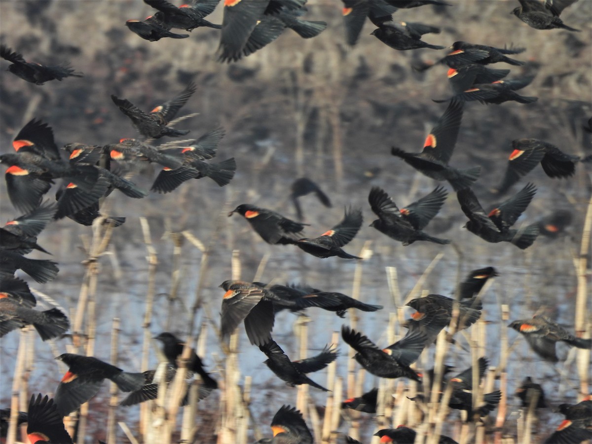 Red-winged Blackbird - ML537650481