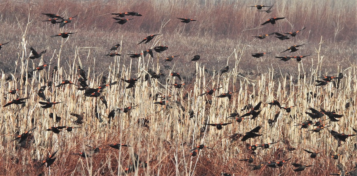 Red-winged Blackbird - ML537650491