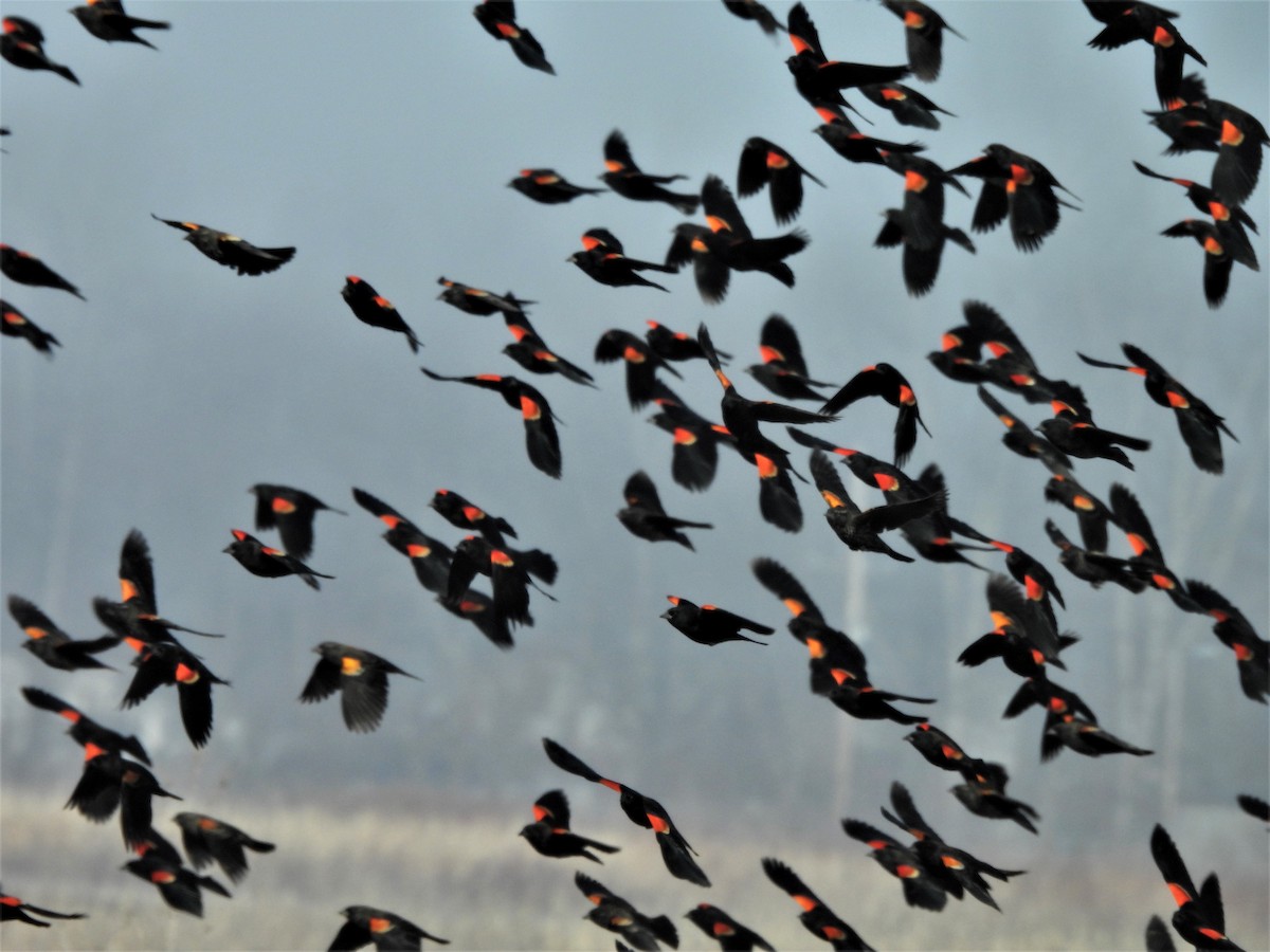 Red-winged Blackbird - ML537650511