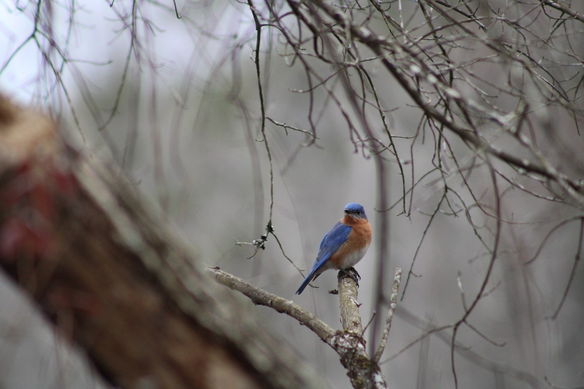 Eastern Bluebird - ML537650621