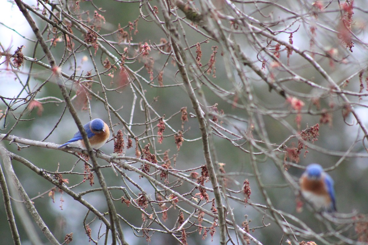 Eastern Bluebird - ML537650631