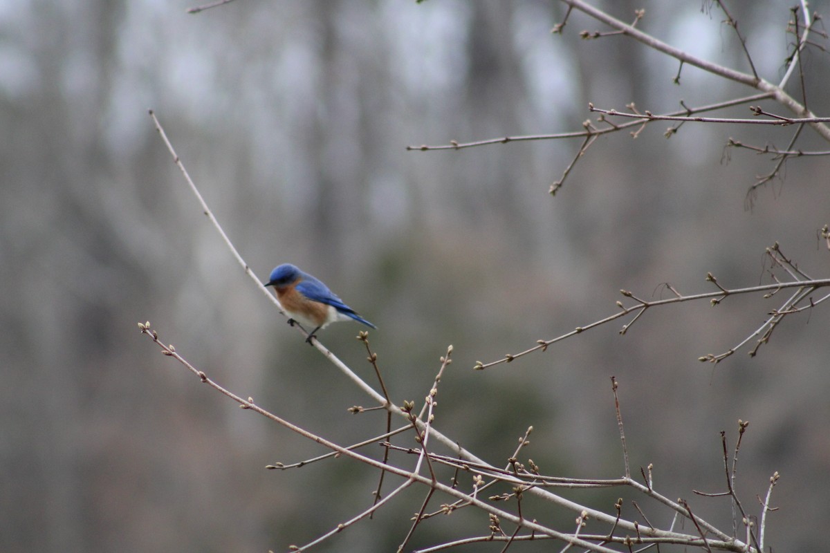 Eastern Bluebird - ML537650641