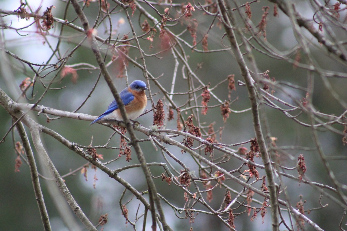 Eastern Bluebird - ML537650651