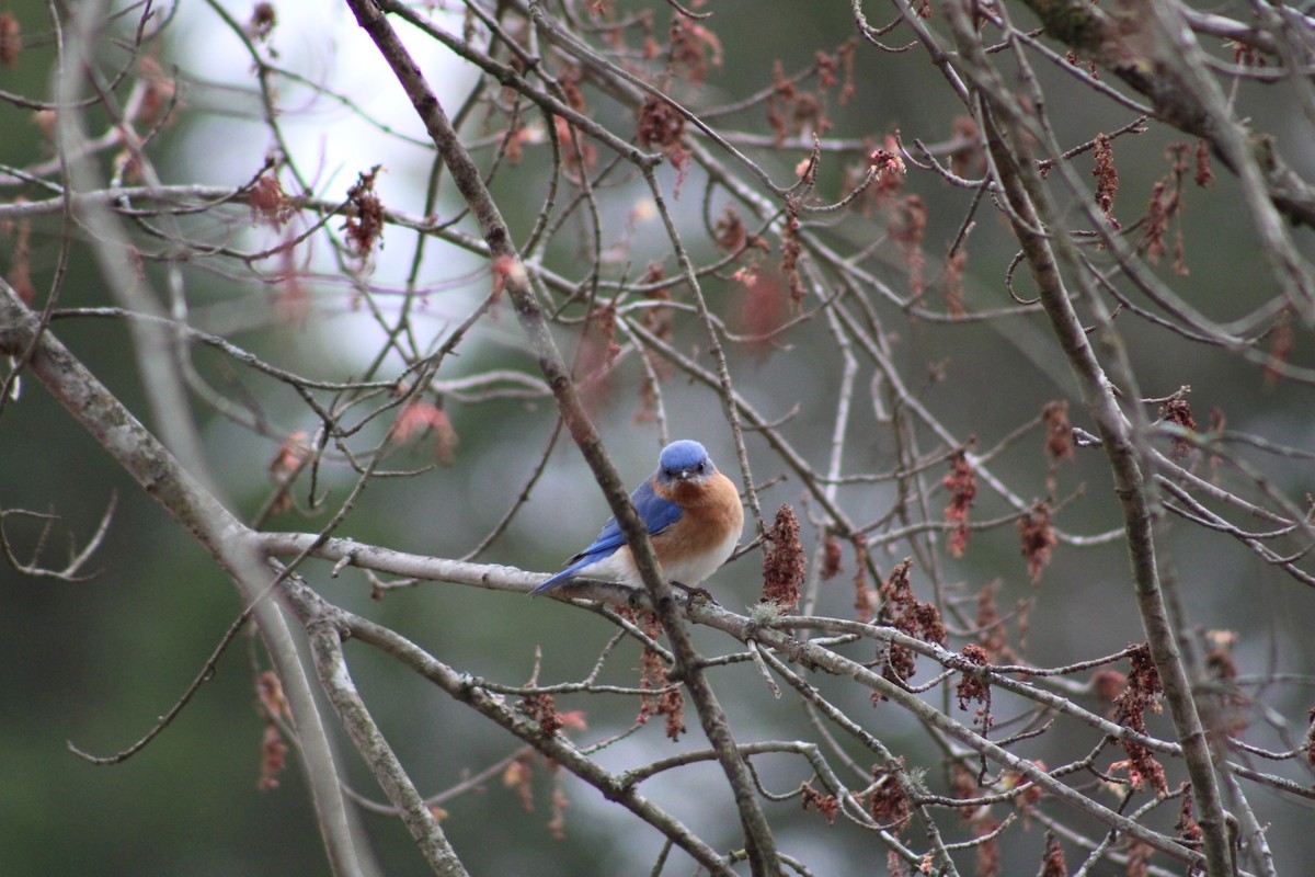 Eastern Bluebird - ML537650661