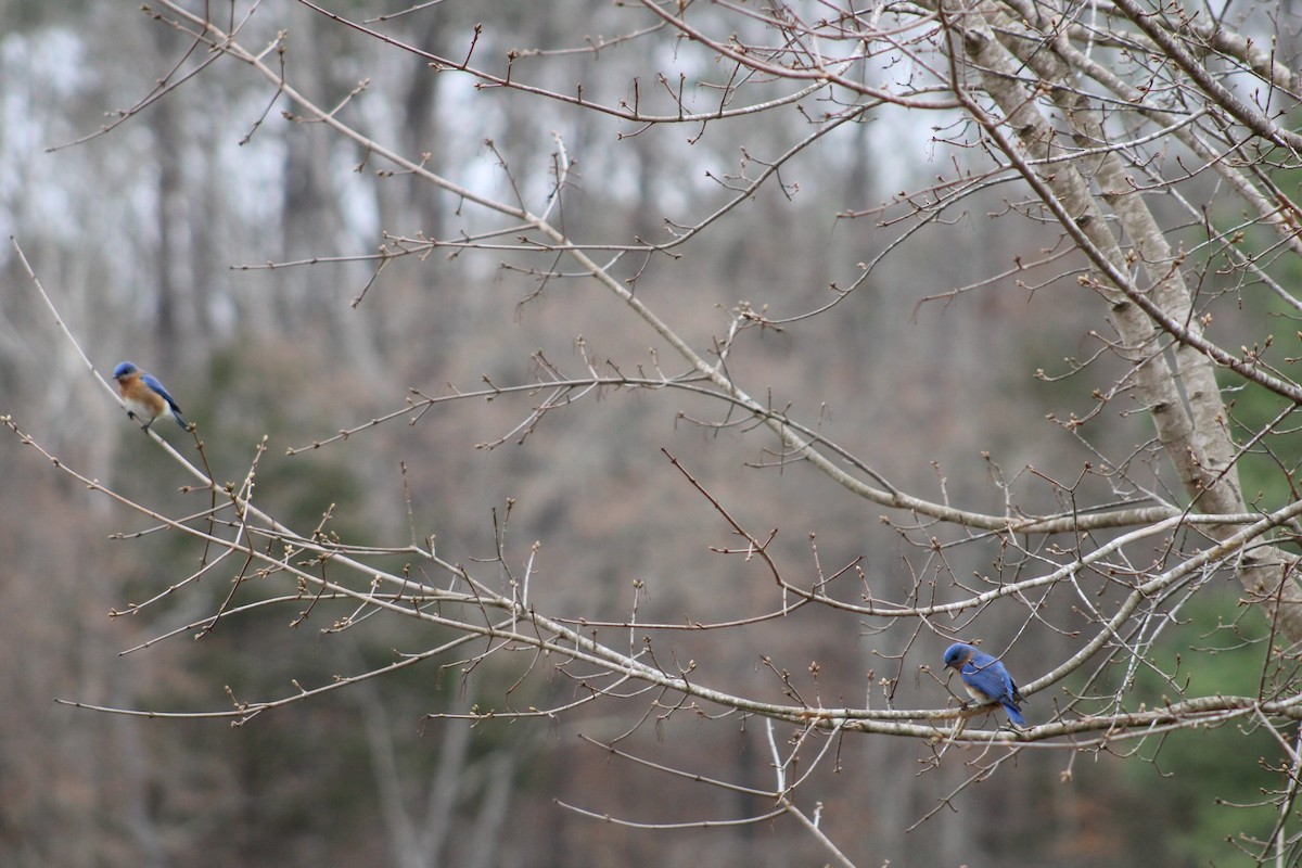 Eastern Bluebird - ML537650671