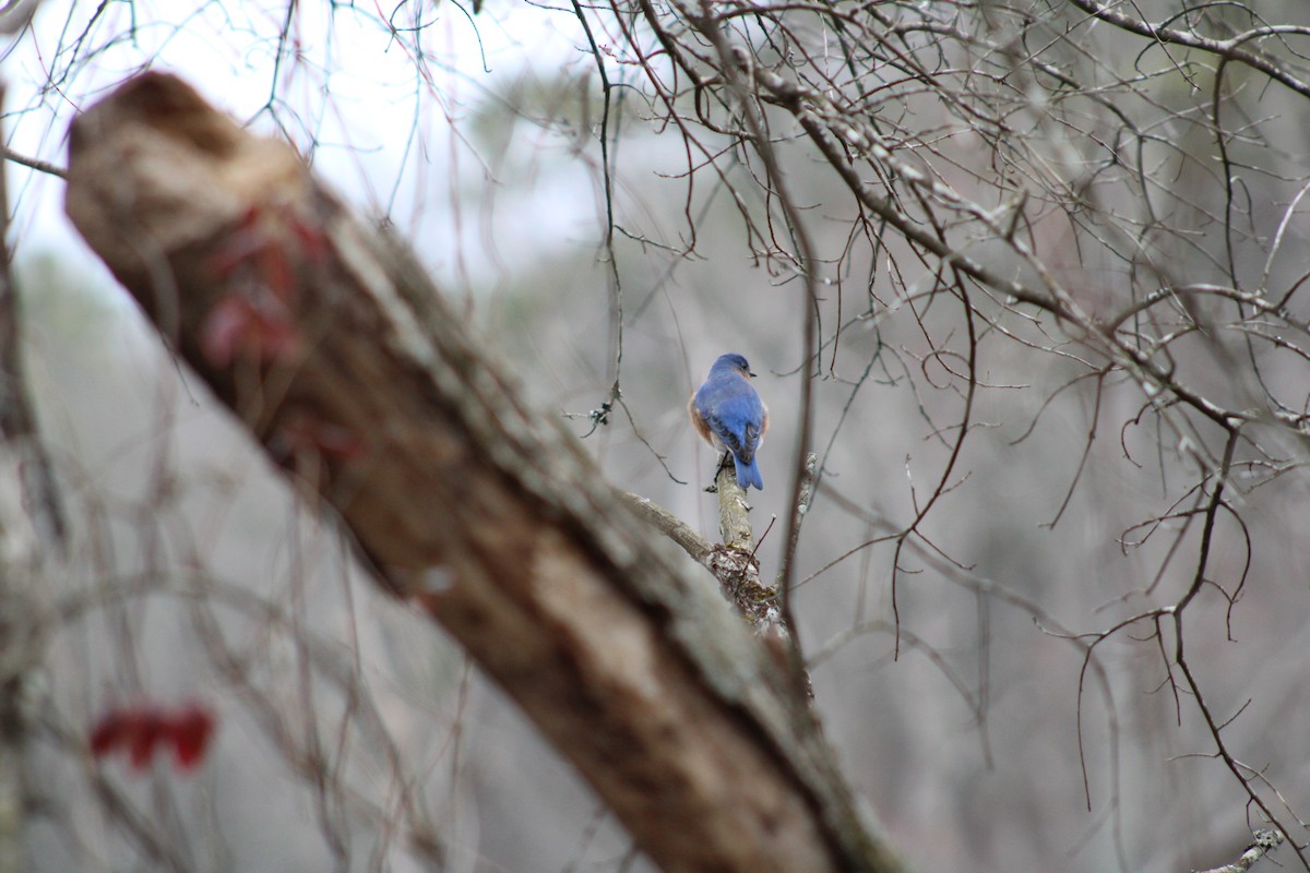 Eastern Bluebird - Grace Reynolds