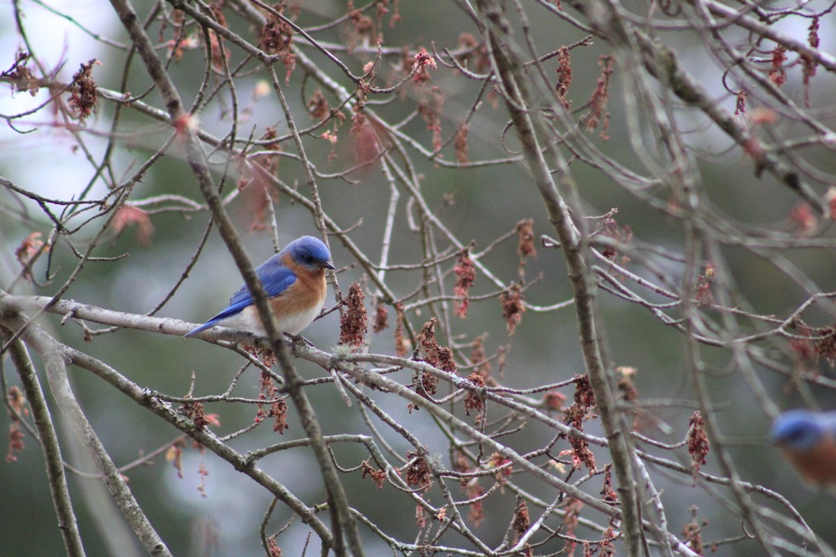 Eastern Bluebird - ML537650691