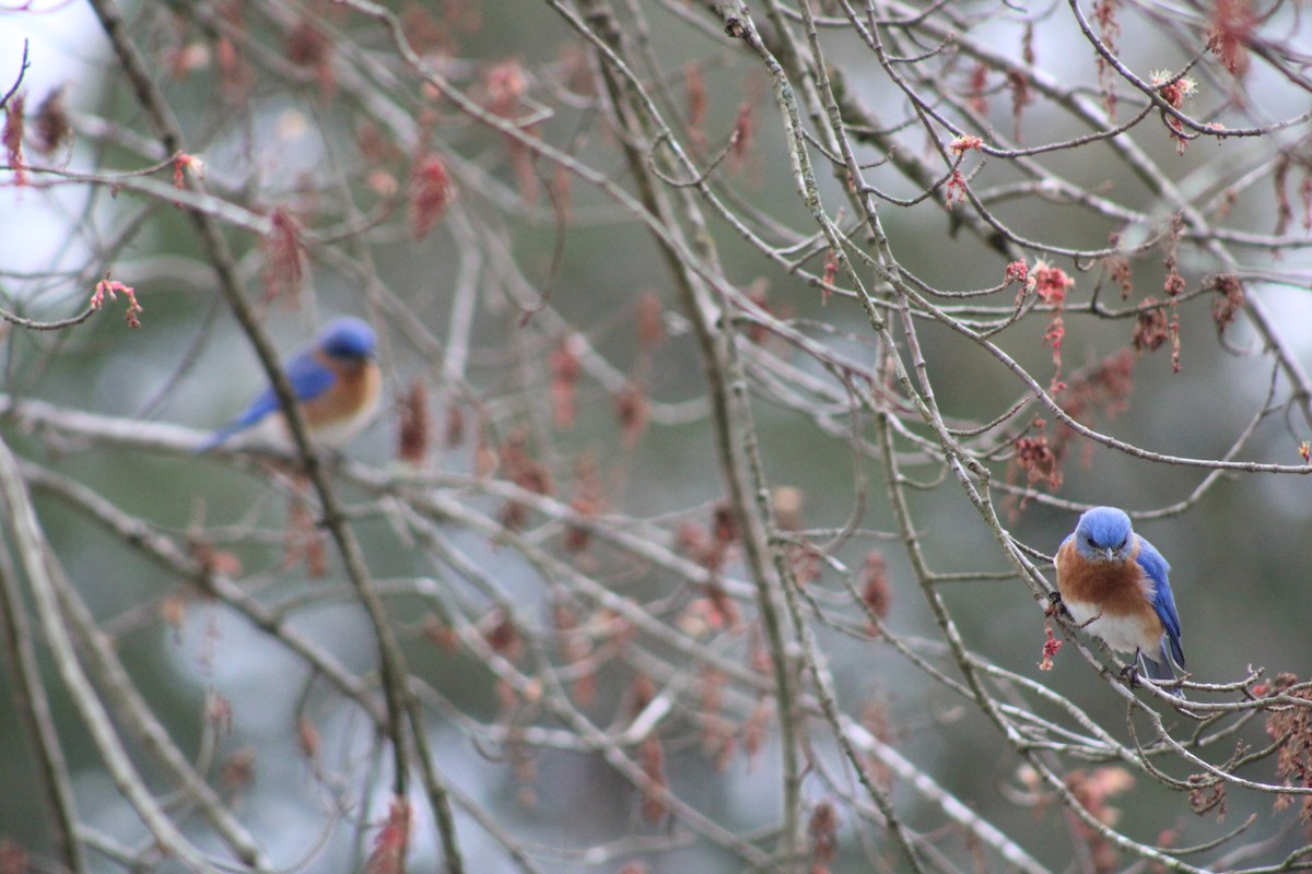 Eastern Bluebird - ML537650701