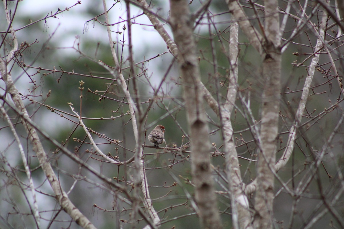 House Finch - ML537650971