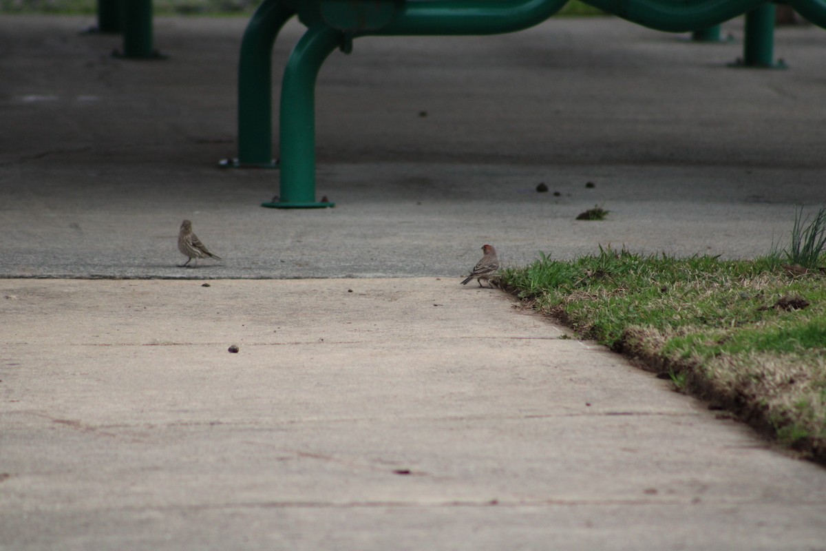 House Finch - ML537650991